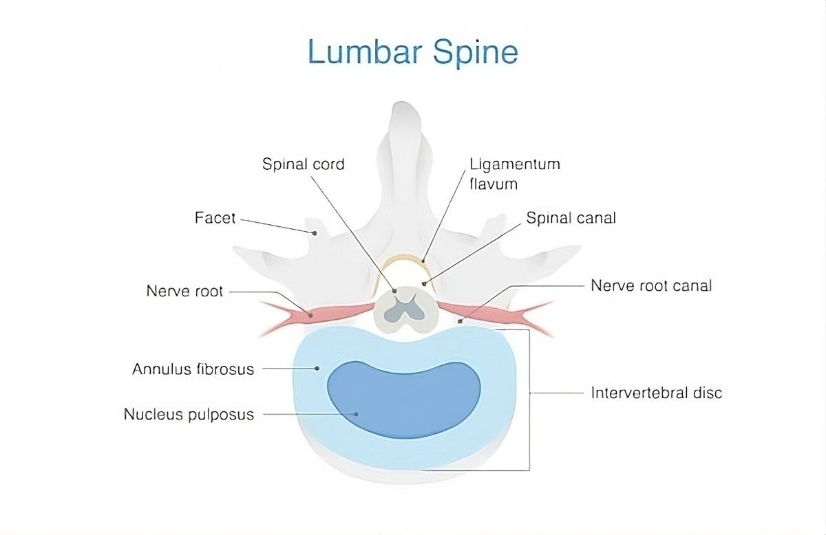 Musculoskeletal Strain Lower Back Guide On Causes And Remedies